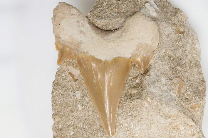 Otodus Shark Tooth Fossil in Rock - Eocene #201173